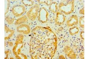 Immunohistochemistry of paraffin-embedded human kidney tissue using ABIN7143947 at dilution of 1:100 (SNCA anticorps  (AA 61-140))