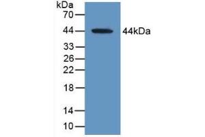 Detection of Recombinant MAG, Human using Polyclonal Antibody to Myelin Associated Glycoprotein (MAG) (MAG anticorps  (AA 133-237))
