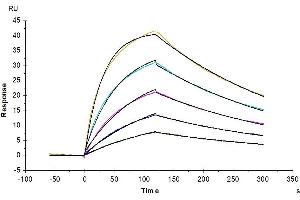 Cynomolgus IL-4, His Tag immobilized on CM5 Chip can bind Cynomolgus IL-4 R alpha, His Tag with an affinity constant of 13.