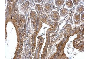 IHC-P Image TPK1 antibody detects TPK1 protein at cytosol on mouse intestine by immunohistochemical analysis. (TPK1 anticorps)