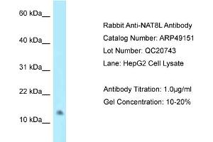WB Suggested Anti-NAT8L Antibody   Titration: 1. (NAT8L anticorps  (C-Term))