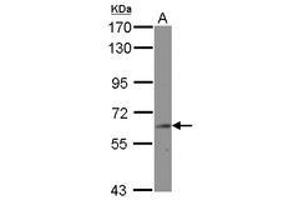 Image no. 1 for anti-Bridging Integrator 2 (BIN2) (AA 1-239) antibody (ABIN1496921) (BIN2 anticorps  (AA 1-239))