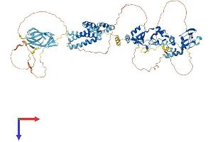 AlphaFold protein structure predicition of Human Recombinant CNNM2 Protein, UniprotID Q9H8M5