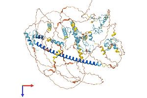 AlphaFold protein structure predicition of Mouse Recombinant Myt1 Protein, UniprotID Q8CFC2