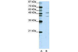 WB Suggested Anti-SMAD2 Antibody Titration:  2.