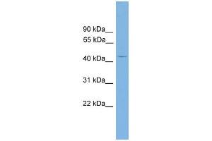 WB Suggested Anti-Alx4 Antibody Titration:  0. (ALX4 anticorps  (Middle Region))