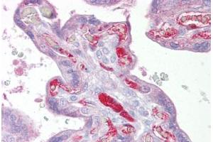 Anti-SLC26A4 antibody IHC staining of human placenta. (SLC26A4 anticorps  (Internal Region))