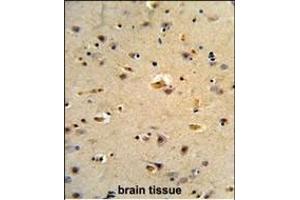 Formalin-fixed and paraffin-embedded human brain tissue reacted with CDK5R Antibody (C-term), which was peroxidase-conjugated to the secondary antibody, followed by DAB staining.