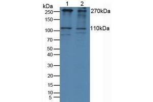 Figure. (IGF2R anticorps  (AA 2167-2442))