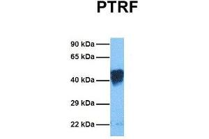 Host:  Rabbit  Target Name:  PTRF  Sample Tissue:  Mouse Lung  Antibody Dilution:  1. (PTRF anticorps  (Middle Region))