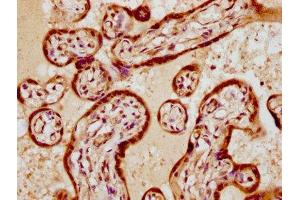 IHC image of ABIN7172411 diluted at 1:300 and staining in paraffin-embedded human placenta tissue performed on a Leica BondTM system. (VGLL1 anticorps  (AA 139-250))