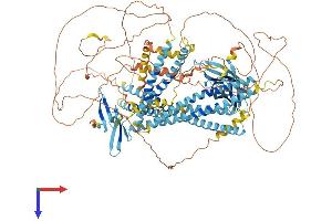 AlphaFold protein structure predicition of Mouse Recombinant Wwc1 Protein, UniprotID Q5SXA9