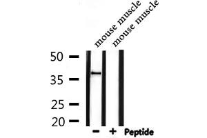 Western blot analysis of extracts from mouse muscle, using DOK4 Antibody.