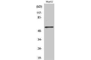 Western Blotting (WB) image for anti-TH (pSer71) antibody (ABIN3180445) (TH anticorps  (pSer71))