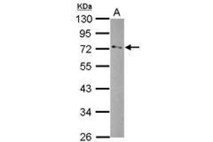 Image no. 1 for anti-Glycerol Phosphate Dehydrogenase 2, Mitochondrial (GPD2) (AA 74-306) antibody (ABIN1498502) (GPD2 anticorps  (AA 74-306))