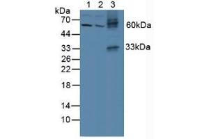 Figure. (GDF2 anticorps  (AA 32-427))