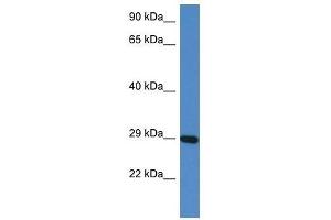 Western Blot showing Prrg3 antibody used at a concentration of 1. (PRRG3 anticorps  (N-Term))