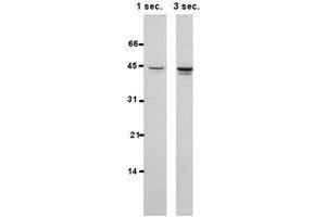 Western blot of HSPBP1 polyclonal antibody  in 15 ug/protein from MCF-7 cells per lane and probed with 1 : 1000 dilution of th affinity purified antibody. (HSPBP1 anticorps  (AA 84-359))
