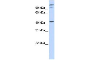 AFG3L2 antibody used at 1 ug/ml to detect target protein. (AFG3L2 anticorps)