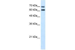 FAM55D antibody used at 5 ug/ml to detect target protein. (FAM55D anticorps  (C-Term))