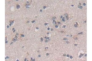 Detection of TGFb3 in Human Cerebrum Tissue using Polyclonal Antibody to Transforming Growth Factor Beta 3 (TGFb3) (TGFB3 anticorps  (AA 24-300))