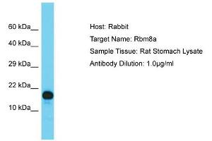 Host: Rabbit  Target Name: Rbm8a  Sample Tissue: Rat Stomach lysates  Antibody Dilution: 1. (RBM8A anticorps  (N-Term))