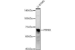 Western blot analysis of extracts of U-87MG cells, using PTPRR antibody (ABIN7269711) at 1:1000 dilution.