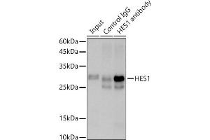 Immunoprecipitation analysis of 600 μg extracts of Rat testis cells using 3 μg HES1 antibody (ABIN7267624).