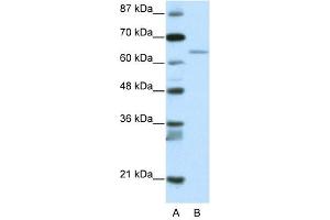 RFX5 antibody (20R-1188) used at 0. (RFX5 anticorps  (N-Term))