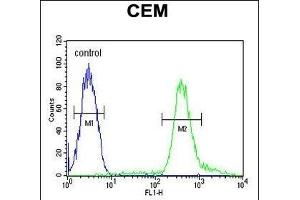 TSH2 Antibody (N-term) (ABIN651481 and ABIN2840262) flow cytometric analysis of CEM cells (right histogram) compared to a negative control cell (left histogram).