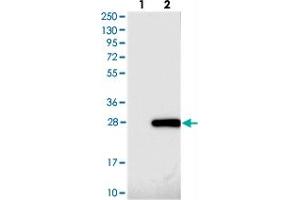 Western blot analysis of Lane 1: Negative control (vector only transfected HEK293T lysate), Lane 2: Over-expression Lysate (Co-expressed with a C-terminal myc-DDK tag (~3. (FAM96A anticorps)