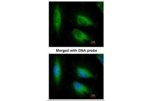 ICC/IF Image Immunofluorescence analysis of paraformaldehyde-fixed HeLa, using EEF1E1, antibody at 1:200 dilution.