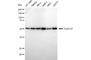 Western blotting analysis using Cyclin A2 antibody (ABIN7798186).
