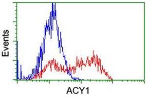 HEK293T cells transfected with either RC201284 overexpress plasmid (Red) or empty vector control plasmid (Blue) were immunostained by anti-ACY1 antibody (ABIN2454806), and then analyzed by flow cytometry. (Aminoacylase 1 anticorps)