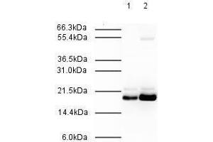 Affinity Purified Rabbit anti-MAD2L2 was used at a 1:500 dilution to detect human MAD2L2 by western blot. (MAD2L2 anticorps  (AA 3-14))