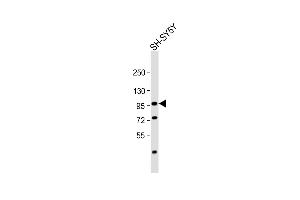 Anti-PROX1 Antibody  at 1:1000 dilution + SH-SY5Y whole cell lysate Lysates/proteins at 20 μg per lane. (PROX1 anticorps  (N-Term))