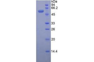 SDS-PAGE analysis of Mouse ENPP1 Protein. (ENPP1 Protéine)