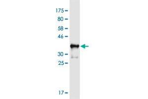 Western Blot detection against Immunogen (36.