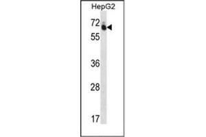 Western blot analysis of GUF1 Antibody (N-term) in HepG2 cell line lysates (35ug/lane).