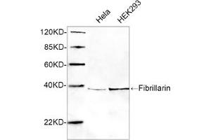 Western blot analysis of cell lysates using 1 µg/mL Rabbit Anti-Fibrillarin Polyclonal Antibody (ABIN398945) The signal was developed with IRDyeTM 800 Conjugated Goat Anti-Rabbit IgG. (Fibrillarin anticorps  (AA 50-100))