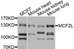 Western blot analysis of extracts of various cells, using MCF2L antibody.