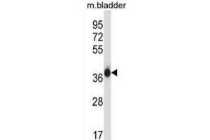 Western Blotting (WB) image for anti-Eukaryotic Translation Initiation Factor 2 Subunit 1 (EIF2S1) antibody (ABIN2997340) (EIF2S1 anticorps)