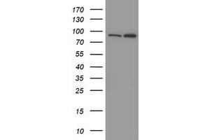 Image no. 1 for anti-Myoneurin (MYNN) (AA 10-300) antibody (ABIN1490791) (Myoneurin anticorps  (AA 10-300))