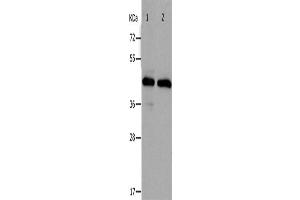Western Blotting (WB) image for anti-PRKC, Apoptosis, WT1, Regulator (PAWR) antibody (ABIN2431757) (PAWR anticorps)