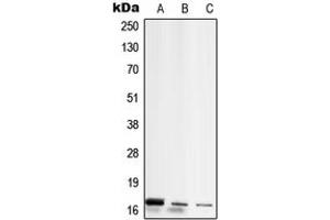 Western blot analysis of RPL26L1 expression in MCF7 (A), Raw264. (RPL26L1 anticorps  (C-Term))