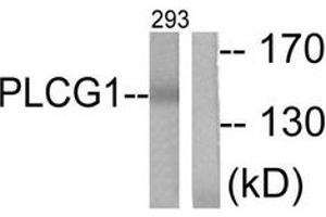 Western blot analysis of extracts from 293 cells, treated with EGF 200ng/ml 30', using PLCG1 (Ab-783) Antibody. (Phospholipase C gamma 1 anticorps  (AA 751-800))