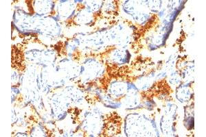 Formalin-fixed, paraffin-embedded human Placenta stained with Transglutaminase II Mouse Monoclonal Antibody (SPM358). (Transglutaminase 2 anticorps)