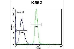 LRRC63 Antibody (C-term) (ABIN655839 and ABIN2845253) flow cytometric analysis of K562 cells (right histogram) compared to a negative control cell (left histogram). (LRRC63 anticorps  (C-Term))