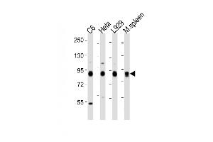 All lanes : Anti-Rps6ka1 Antibody (C-term) at 1:2000 dilution Lane 1: C6 whole cell lysates Lane 2: Hela whole cell lysates Lane 3:  whole cell lysates Lane 4: mouse spleen lysates Lysates/proteins at 20 μg per lane.