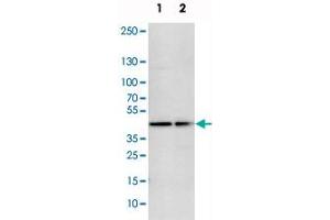 Western blot analysis of cell lysates with FAM172A polyclonal antibody  at 1:250-1:500 dilution. (Fam172a anticorps)
